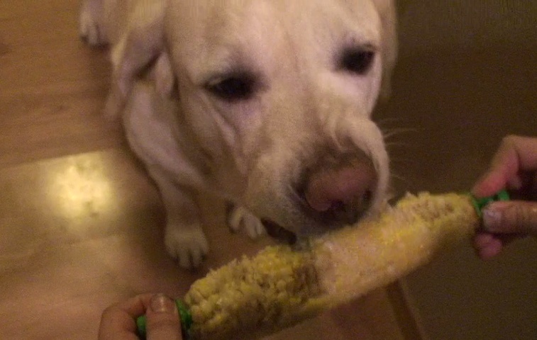 Zoe Eating Corn